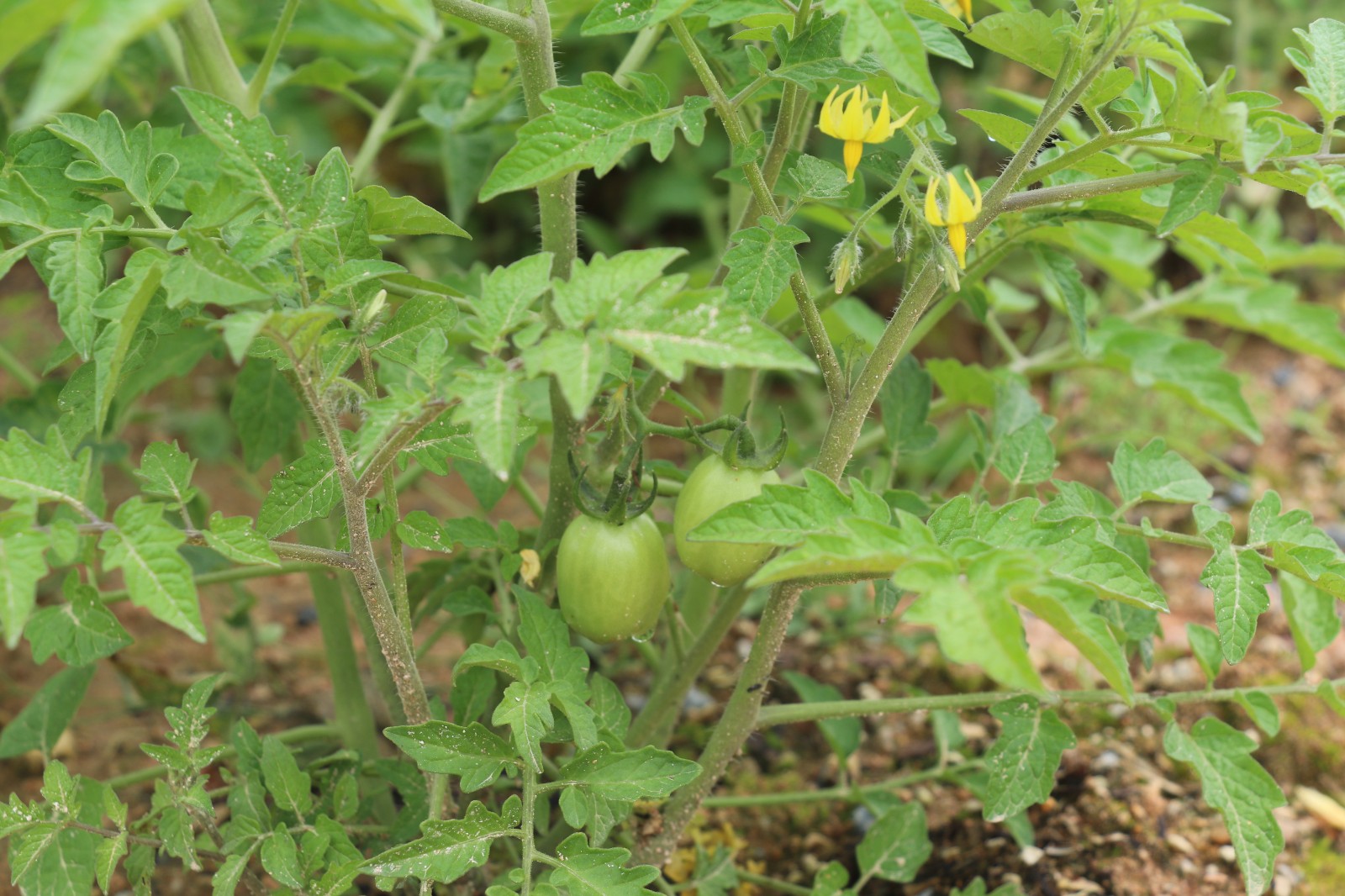 IMG_9020.JPG IMG_9020.JPG